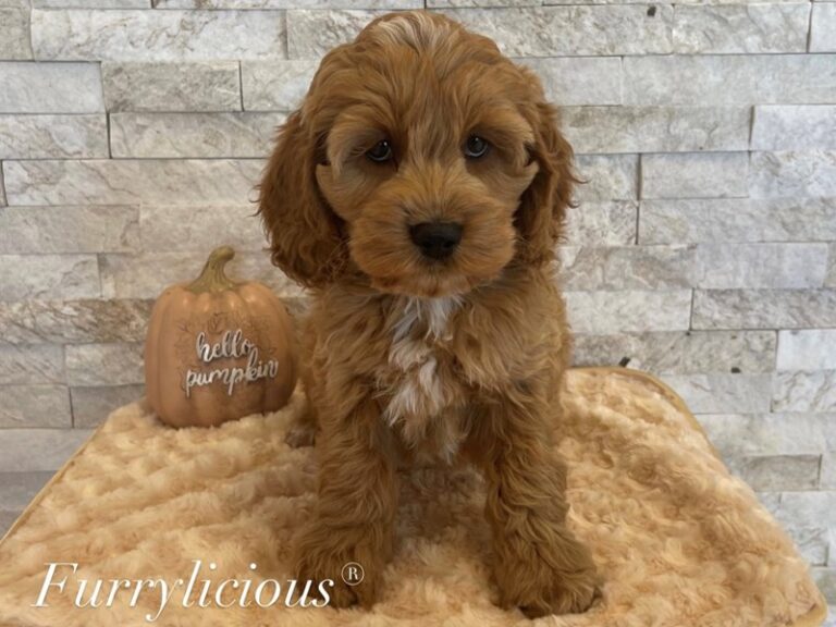 Robbie - Cockapoo