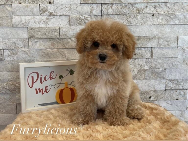 Joey - Poodle Toy