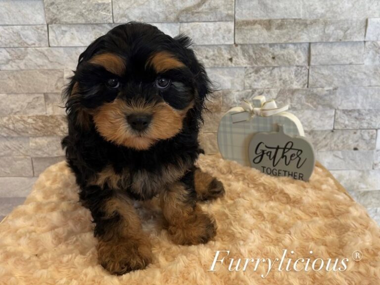 Archie - Cavapoo