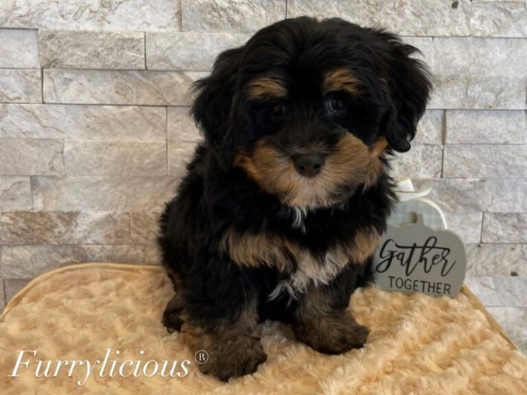 Snickers - Bernedoodle Mini 2nd Gen