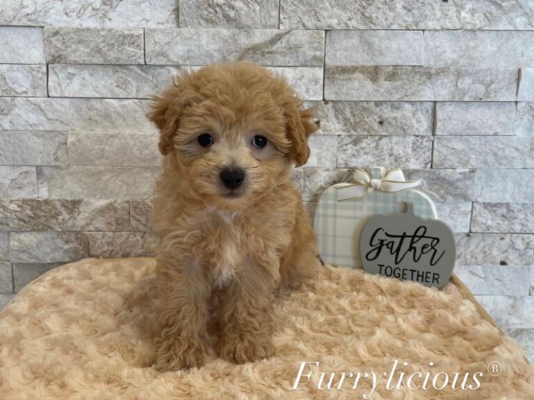 Scout - Maltipoo