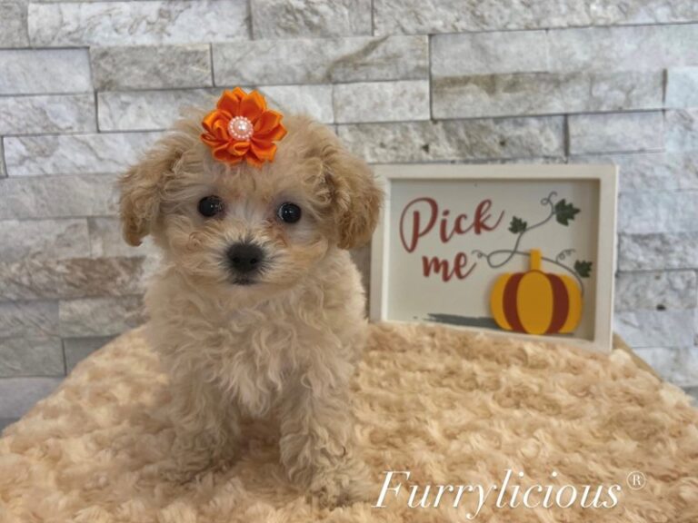 Daisy - Maltipoo