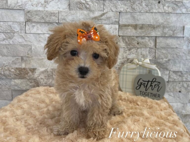 Sadie - Maltipoo