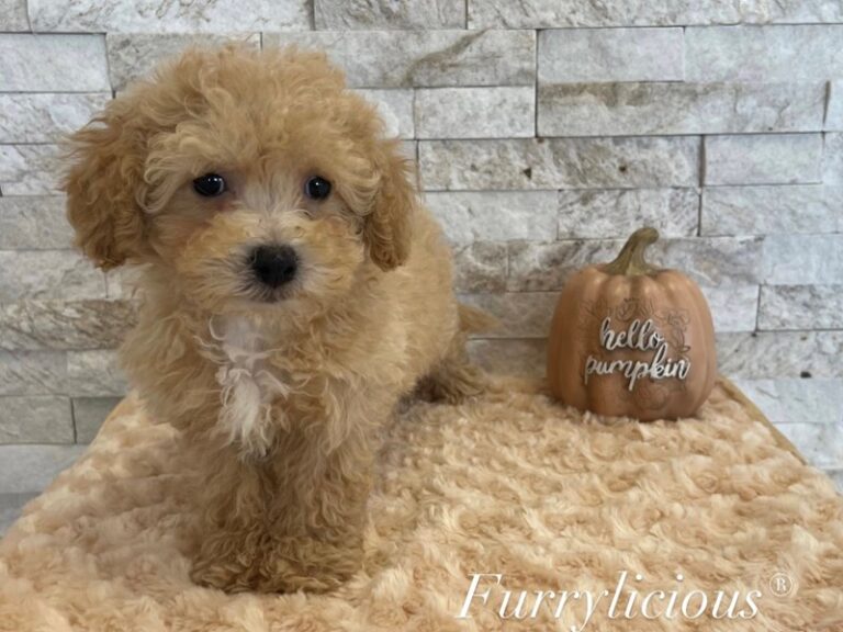 Ace - Maltipoo
