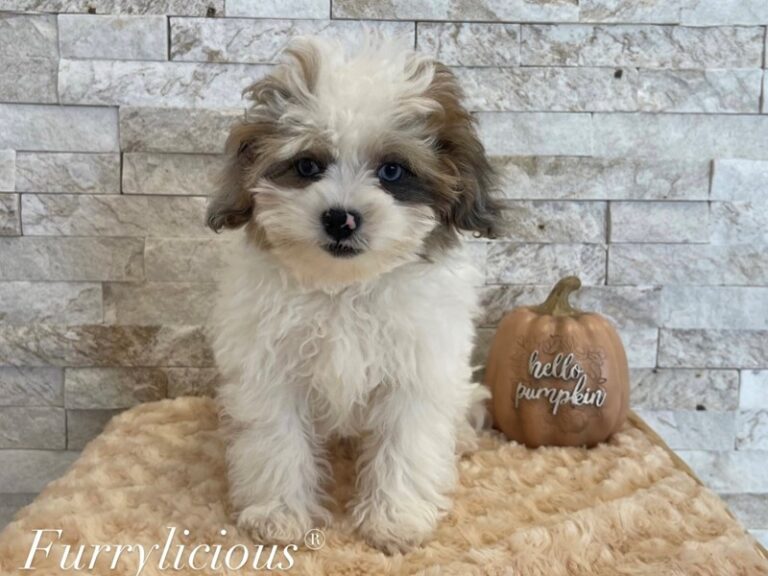 Griffin - Shipoo