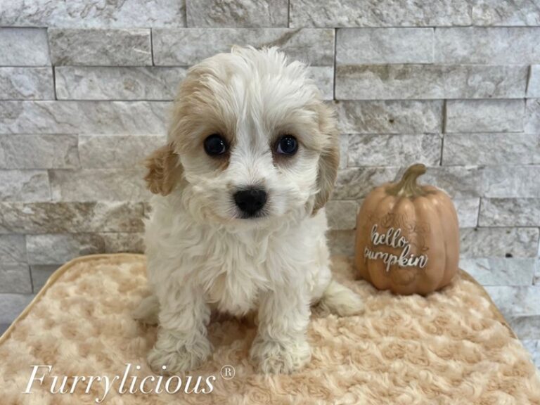 Ike - Cavachon