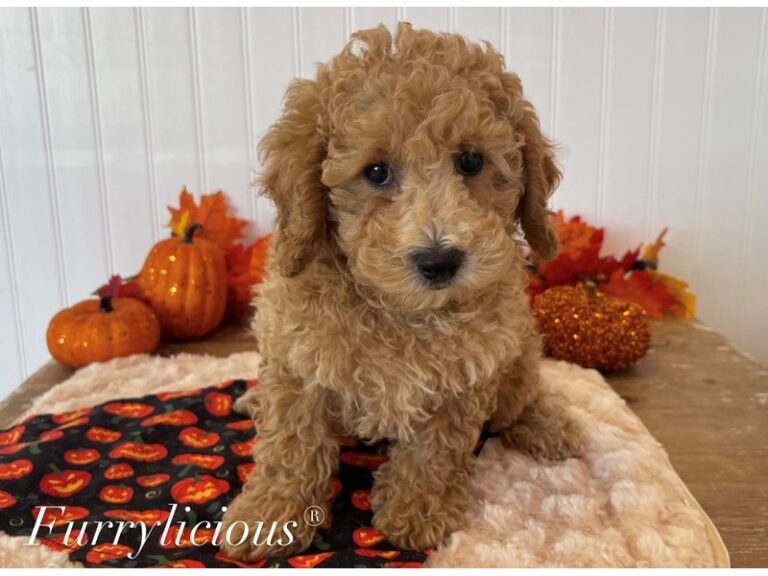 Boone - Poodle Mini