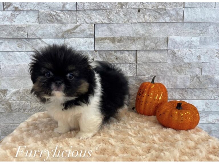 Barry - Pekingese