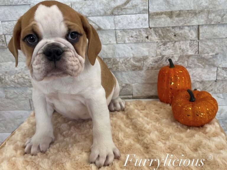 Beatrix - Mini Bulldog 2nd Gen