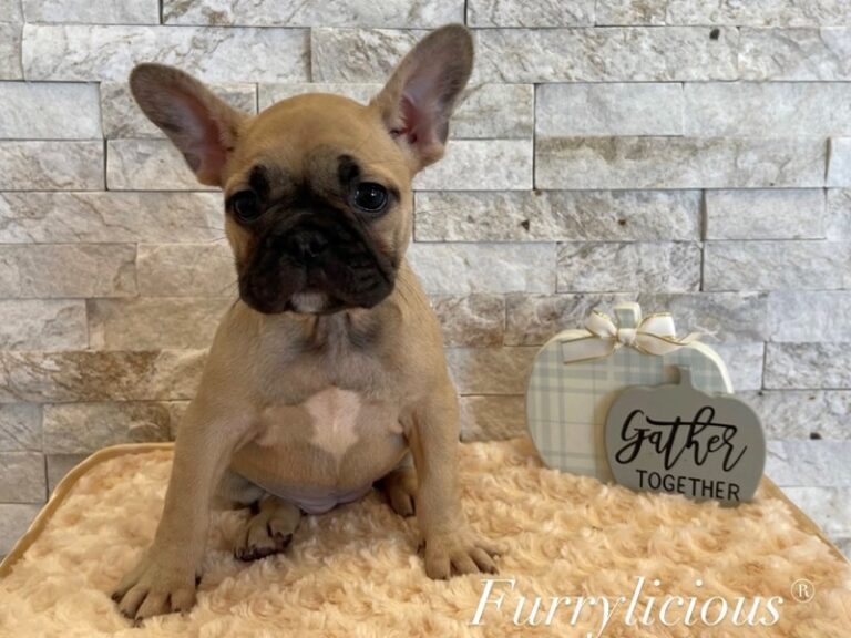 Faye - French Bulldog