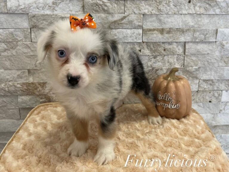 Onyx - Mini Australian Shepherd