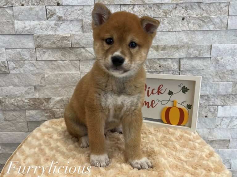 Lenny - Shiba Inu