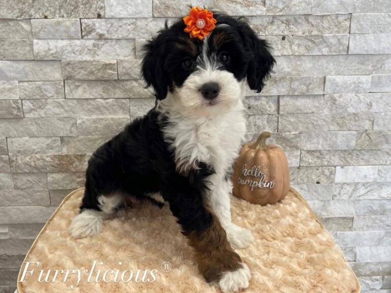 Pandora - Mini Sheepadoodle