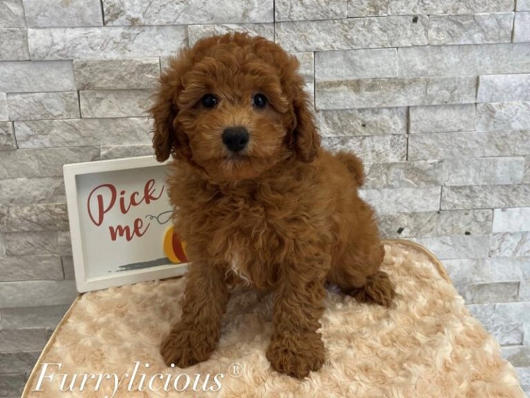 Crispin - Goldendoodle Mini 2nd Gen