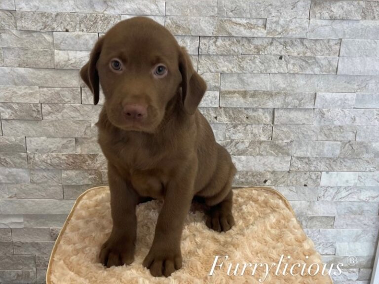 Homer - Labrador Retriever