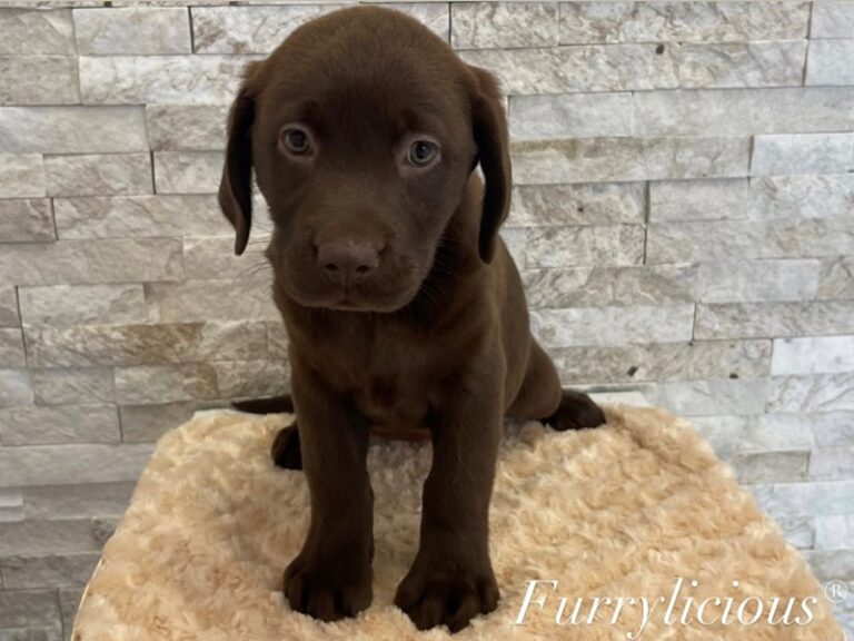 Sienna - Labrador Retriever