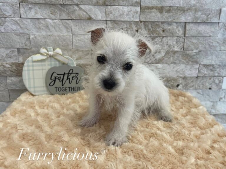 Norman - West Highland White Terrier