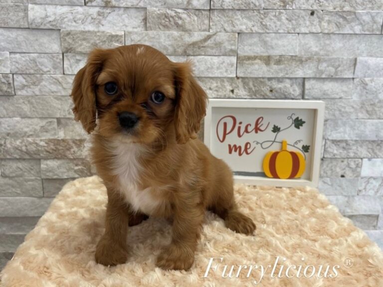 Rascal - Cavalier King Charles Spaniel