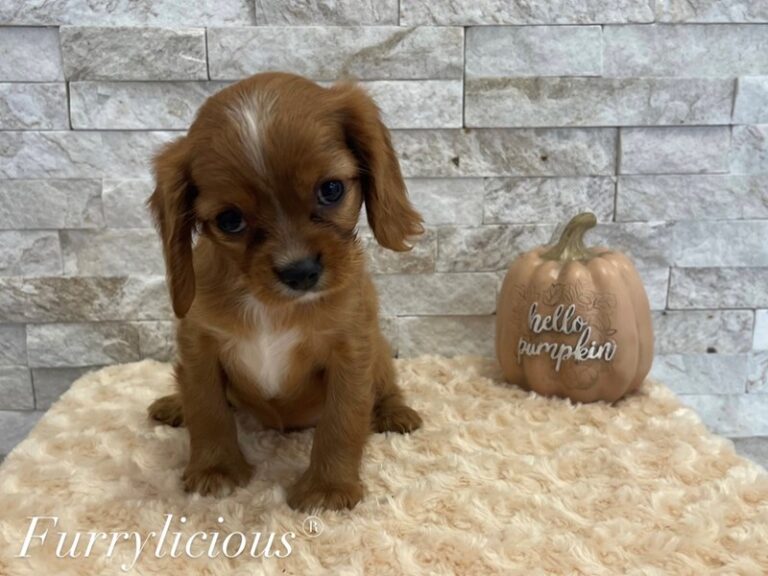 Ruby - Cavalier King Charles Spaniel