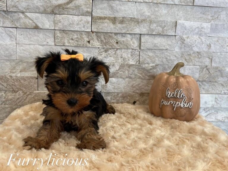 Annie - Yorkshire Terrier