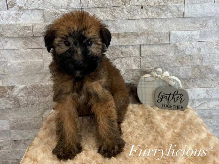 Bowser - Soft Coated Wheaten Terrier