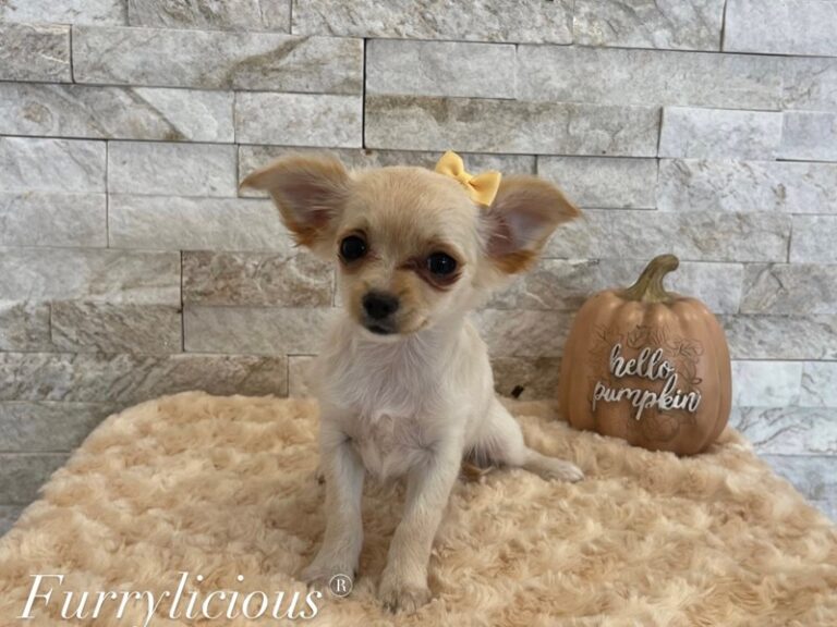Lilly - Chihuahua