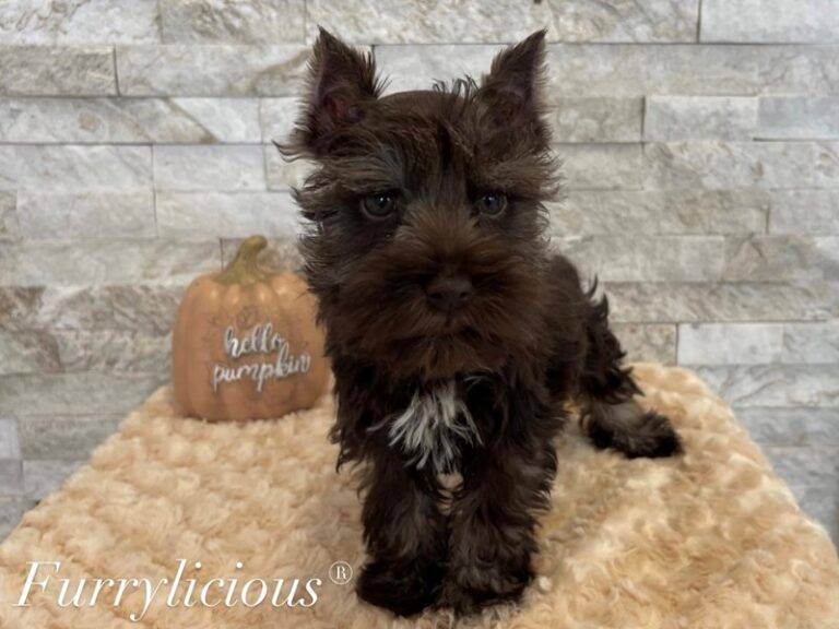 Gerald - Mini Schnauzer