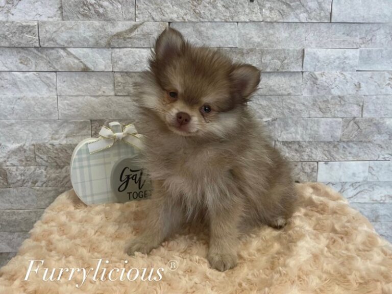 Rocket - Pomeranian