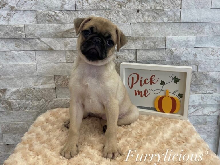 Ella - Pug
