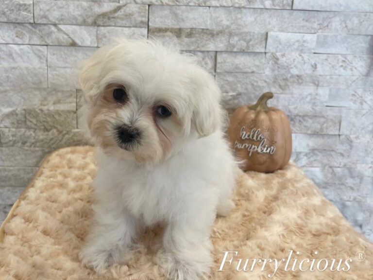 Oscar - Maltese