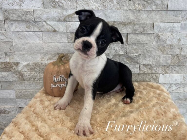 Emma - Boston Terrier