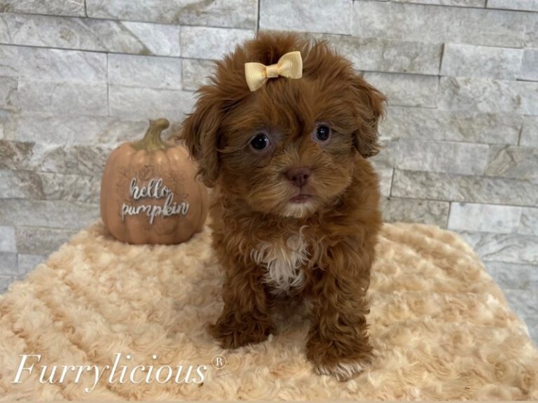 Mazie - Shipoo