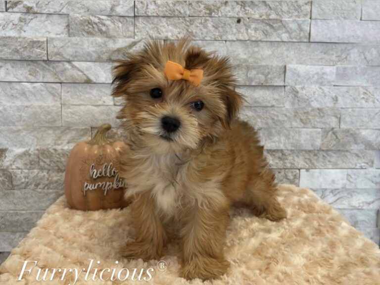 Talulah - Morkie