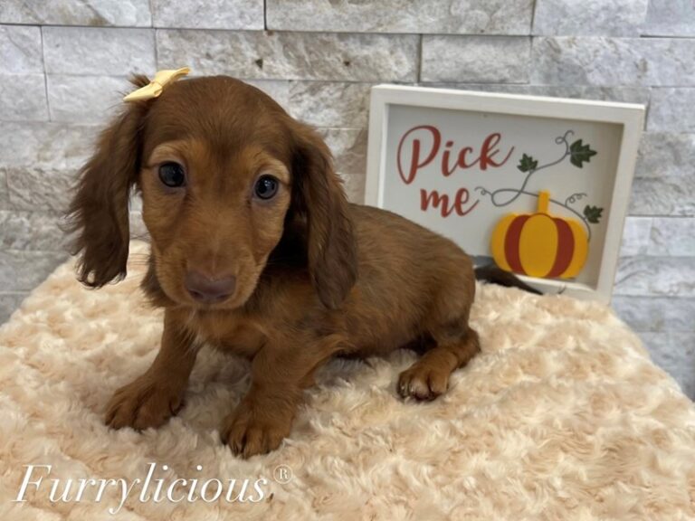 Nina - Dachshund