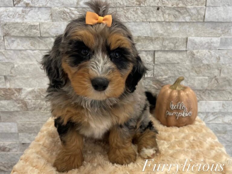 Lexi - Bernedoodle Mini 2nd Gen