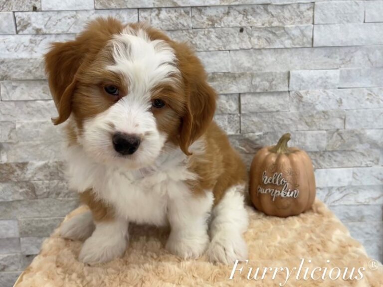 Mugsy - Bernedoodle Mini 2nd Gen