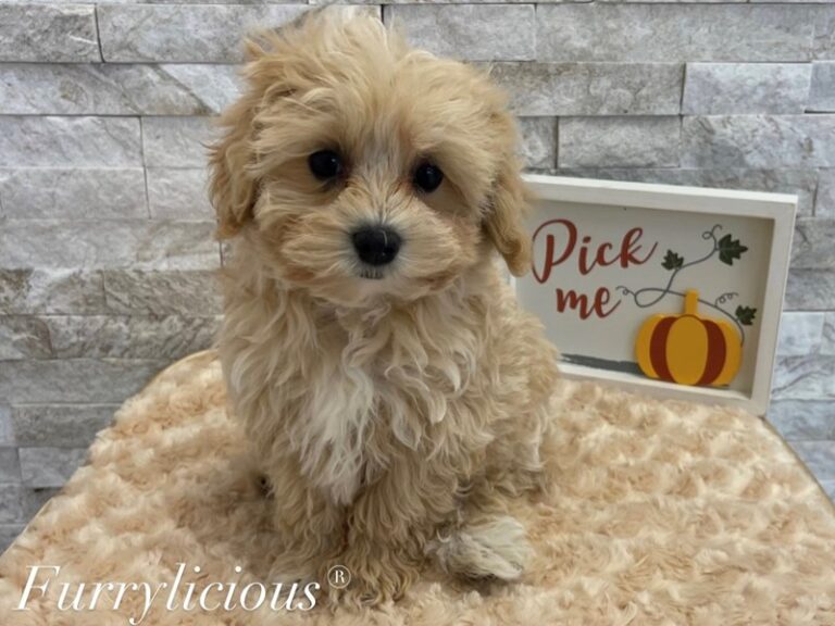 Percy - Maltipoo