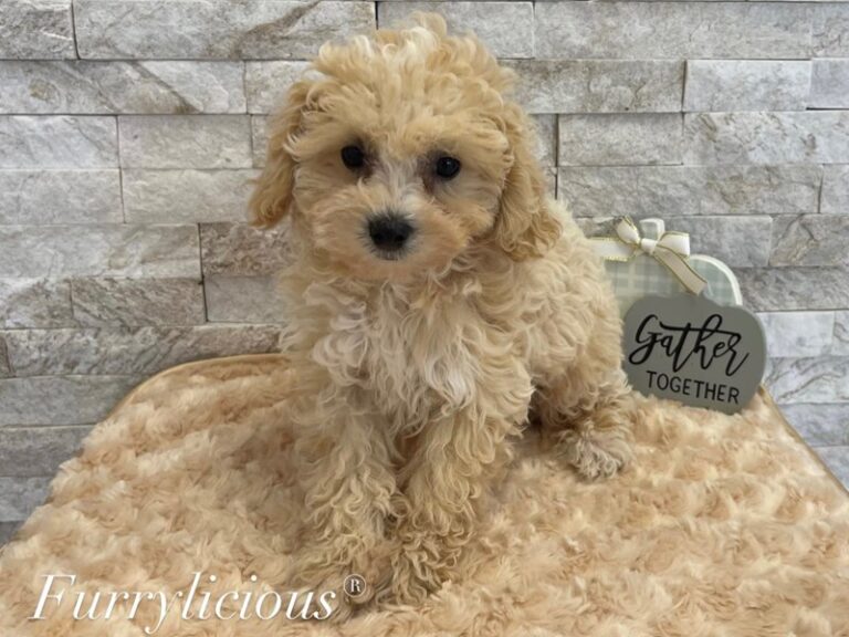 Oliver - Maltipoo