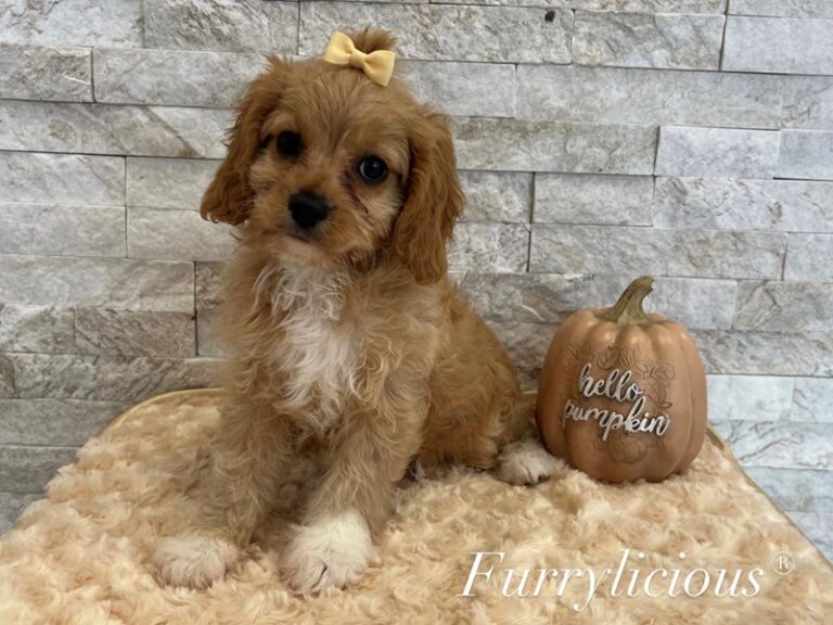 Mia - Cavapoo