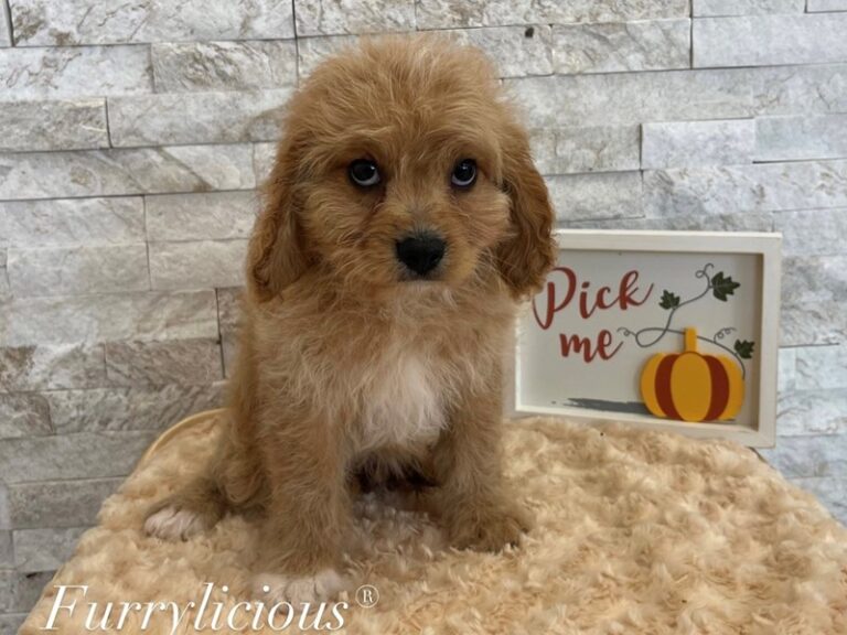 Grover - Cavapoo