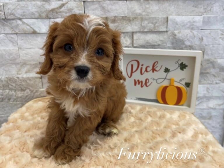 Reuben - Cavapoo