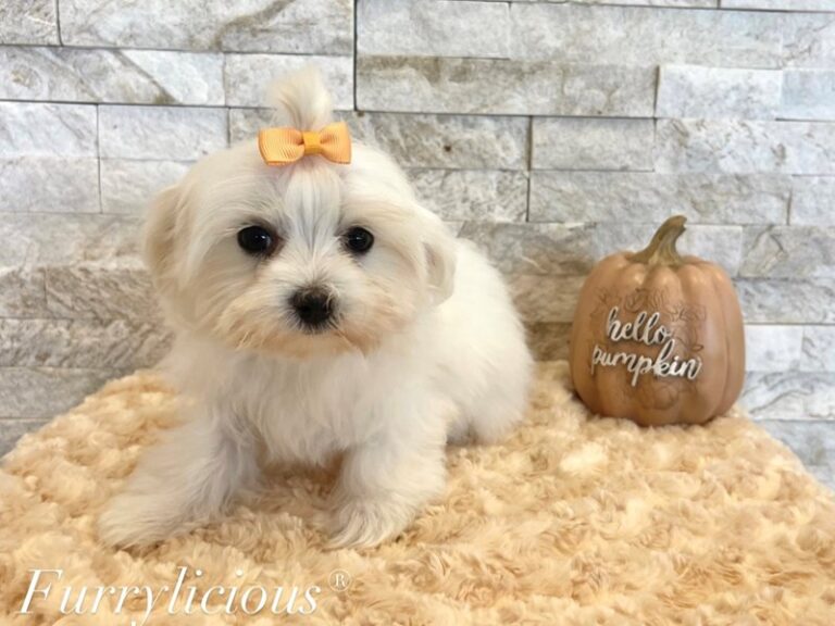 Morgan - Maltese