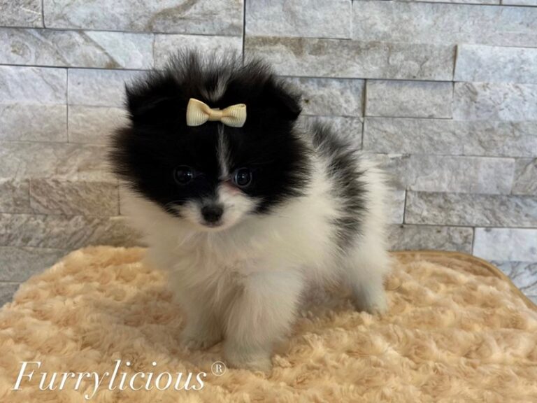 Leah - Pomeranian