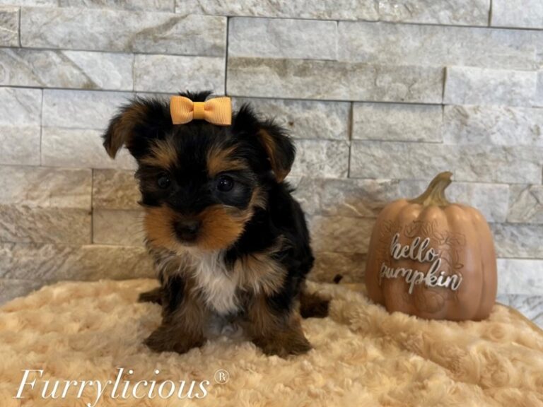 Polly - Yorkshire Terrier