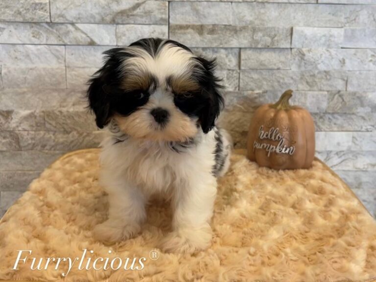 Frankie - Shih Tzu