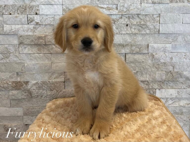 Roscoe - Golden Retriever