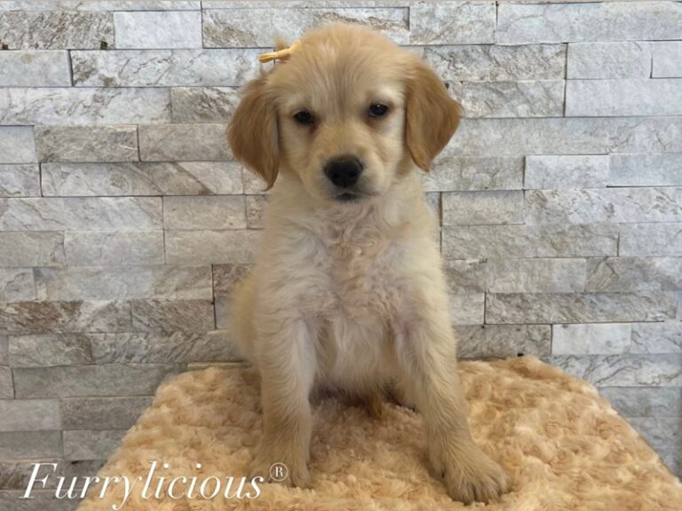 London - Golden Retriever