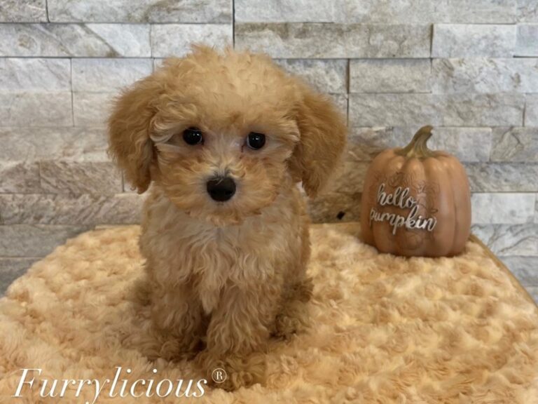 Chico - Poodle Toy