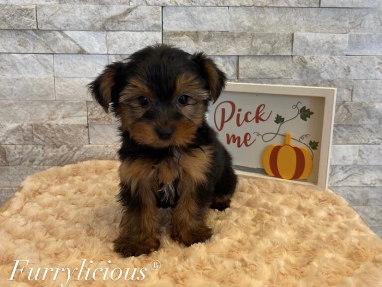 Buster - Yorkshire Terrier