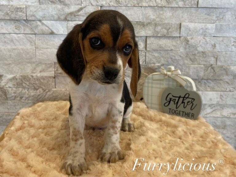 Beagle - Beagle